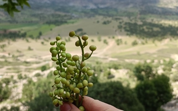 ترشی پسته کوهی