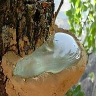 فروشگاه مژگ|سمغ بنه